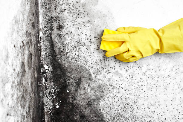 Best Crawl Space Mold Remediation in Hayesville, OR