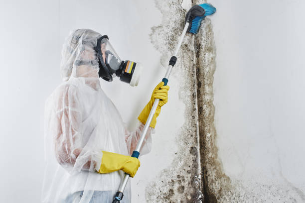 Hayesville, OR Mold Remediation Company