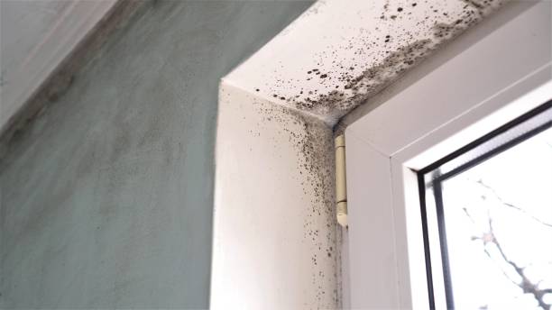 Best Attic Mold Remediation in Hayesville, OR