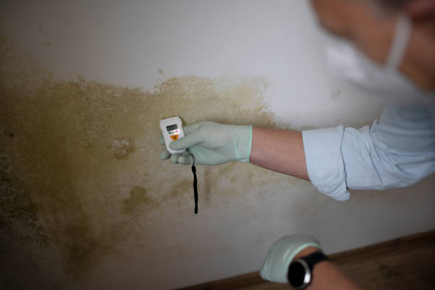 Trusted Hayesville, OR Mold Remediation Experts