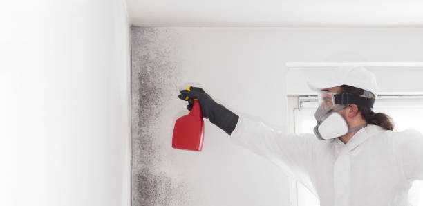 Best Commercial Mold Remediation in Hayesville, OR