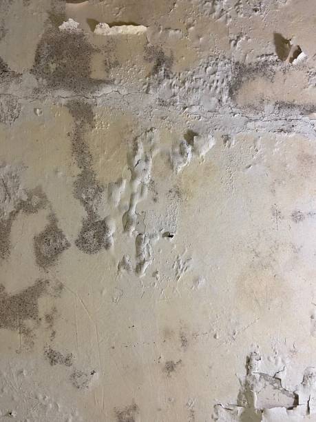 Best Mold Testing and Inspection Services in Hayesville, OR