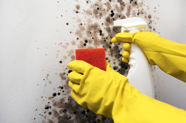 Best White Mold Remediation in Hayesville, OR